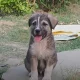 Hindistonda bir qarashda oddiy, lekin aslo unutilmas voqea