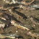 Reliable source reports: Locust uprising is starting in