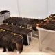Узбечка пыталась ввезти в Волгоград почти 41 кг