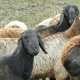 With Qurbon Hayiti in Uzbekistan falling on Wednesday, May