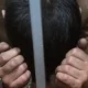 Chinese high-ranking official Wang Bo was sentenced to