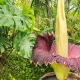 The world's most stinking flower - Amorphophallus