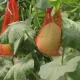 In Uzbekistan, scientific research in the agricultural