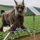 In the villages of Japan's Hokkaido island, unusual