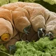 Tardigrades, or water bears, are very small but can