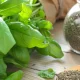 Basil is a unique plant that has held a special place in