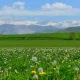 Bahorning so‘nggi haftasi yurtimiz aholisi uchun haqiqiy