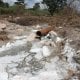 Zambiyada dehqonlar Xitoyga aloqador ikki kompaniyani