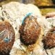 Ўрта ер денгизи­да ўсадиган Posidonia oceanica ўтлари