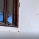 Fotoğraf: Videodan kare Özbekistan'da sıra dışı ve
