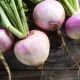 Turnip has long been considered one of the vegetables