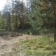 Санкт-Петербург яқинидаги Лисий Нос атрофидаги ўрмонзорда