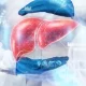 The liver is the body's main filter. It cleans the
