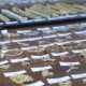 Қирғизистондан Ўзбекистонга ноқонуний равишда олиб