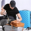 Дубай аэропортида коронавирусни аниқлаш учун итлардан фойдаланилади