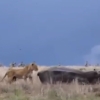 Begemot arslonning boshini uzishiga bir bahya qoldi (video)