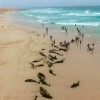 Afrika g‘arbida 200 ga yaqin delfin o‘zini plyajga otdi