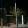 Toshkent viloyatida kechasi «dom»lar orasida yurgan ayiq videoga olindi