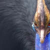 Dunyodagi eng xavfli qush o‘z egasini o‘ldirib qo‘ydi (foto)