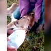 Бразилияда икки каллали бузоқча туғилди (Видео)