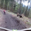 Velosipedchi sherigi ortidan quvlagan ayiqni videoga oldi