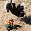 Туяқуш ҳайвонот боғи ходимига ташланди (видео)