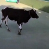 Hindistonda o‘tkazilgan tennis musobaqasida sigir ham ishtirok etdi (Video)