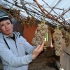 Олтиариқда "узум пишди"...