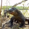 Indoneziyada echkiemar maymunni butunligicha yutib yubordi (video)