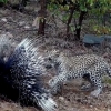 Leopard va jayraning olishuvi (video)