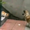 Xitoyda och qolib, g‘ingshiyotgan mushukni bulochka bilan mehmon qilgan it (video)