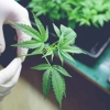 O‘zbekistonda kannabis yetishtirish uchun litsenziya narxi qariyb 700 mln so‘mligi ma’lum bo‘ldi