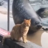 Tyulen tryuklari bilan mushukni o‘ziga rom etishga urindi. Biroq ... (video)