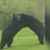 Ikki ayiq birovning hovlisida "xuddi polvonlardek" kurashdi (video)