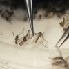 Zika virusiga qarshi yana bir vaksina ishlab chiqildi