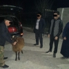 Samarqandda «Captiva»da qo‘y o‘g‘irlagan shaxs ushlandi