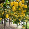 Paxta va g‘alladan bo‘shagan yerlarda limonzor barpo etiladi