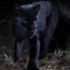 Afrikada yuz yil ichida ilk bor noyob qora leopard suratga olindi