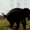 Filning erkakka hujumi ayanchli yakunlandi (video)