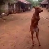 Ikki oyoqli buzoqcha odamga o‘xshab yurishni o‘rgandi