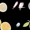 Genetiklar limon qanday qilib nordon bo‘lib qolishini tushuntirdi