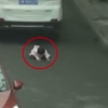 Xitoyda 2 yoshli qizaloq ikki marta avtomobil tagida qoldi (Video)