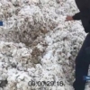 Namanganda paxtaga qum va tuproq aralashtirib topshirgan fermerlar qo‘lga olindi