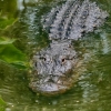 Jorjiyada uzunligi 4 metr boʻlgan alligator topildi (foto)