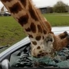 Britaniyada och jirafa ovqat ilinjida mashina oynasini sindirdi (video)