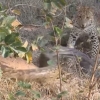 Leopard va ulkan piton o‘rtasidagi "o‘lim jangi"ni tomosha qiling (Video)