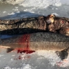 Amerikalik erkak 130 yoshli ulkan osetr balig‘ini ovladi (foto)