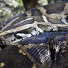 Florida botqoqliklaridan chiqqan ulkan bo‘g‘ma ilonlar shaharlarga yo‘l oldi