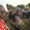 San’atkorlar paxta yig‘im-terimida faollik ko‘rsatishmoqda (Foto)