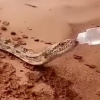 Saudiya Arabistonida chanqagan ilon inson qo‘lidan suv ichdi (Video)